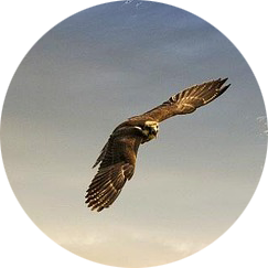 circle_supervisio-mentoring